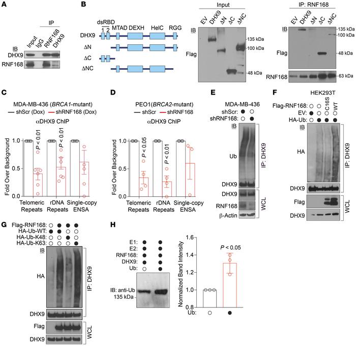 RNF168 ubiquitylates DHX9 in vivo and in vitro and controls its recruitm...