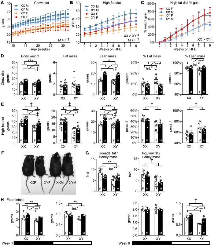 XX mice gain more weight than XY mice on a high-fat diet.
(A) Body weigh...