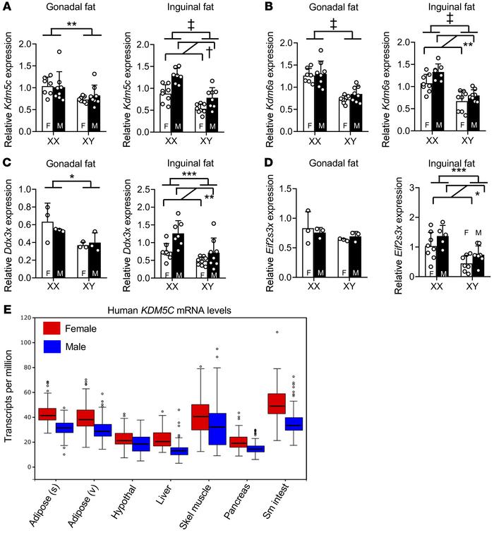 Genes that escape X inactivation have elevated expression in XX vs.
XY m...