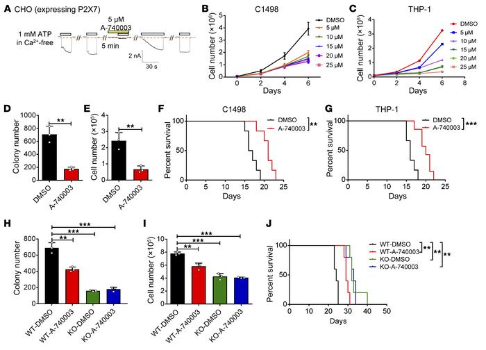 Targeting leukemia development by suppressing ATP/P2X7 signaling.
(A) Th...