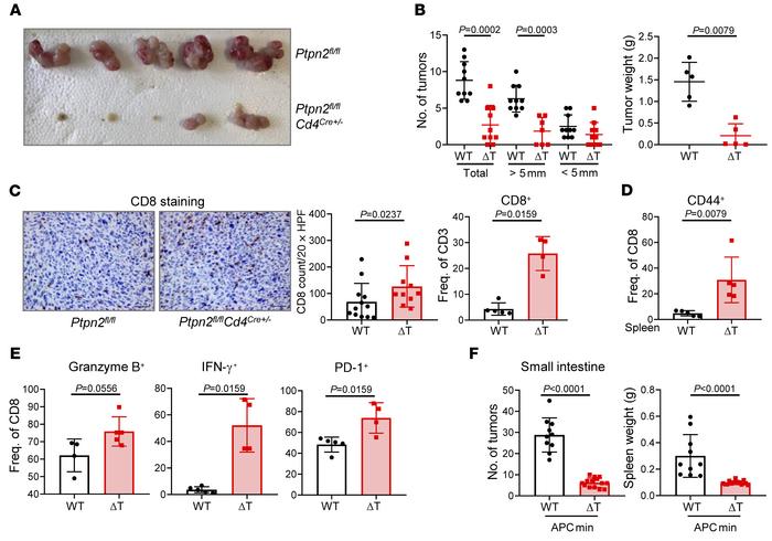 Reduced tumor burden in orthotopic tumor injection and APCmin tumor mode...
