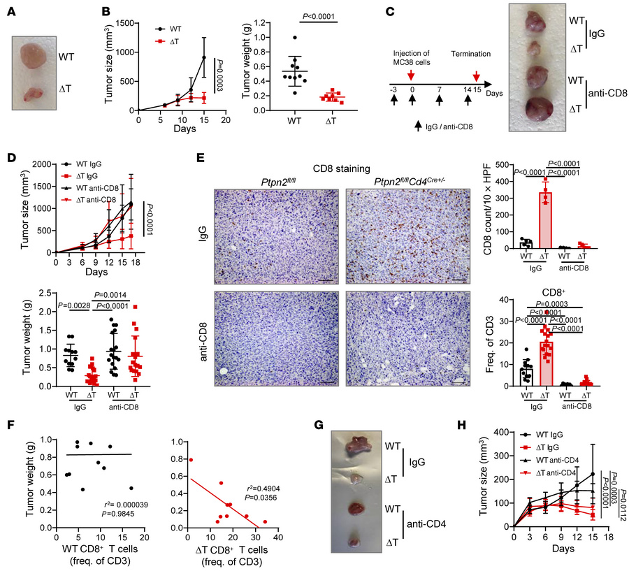 CD8+ T cells are the key drivers of tumor reduction.
MC38 tumor cells (3...