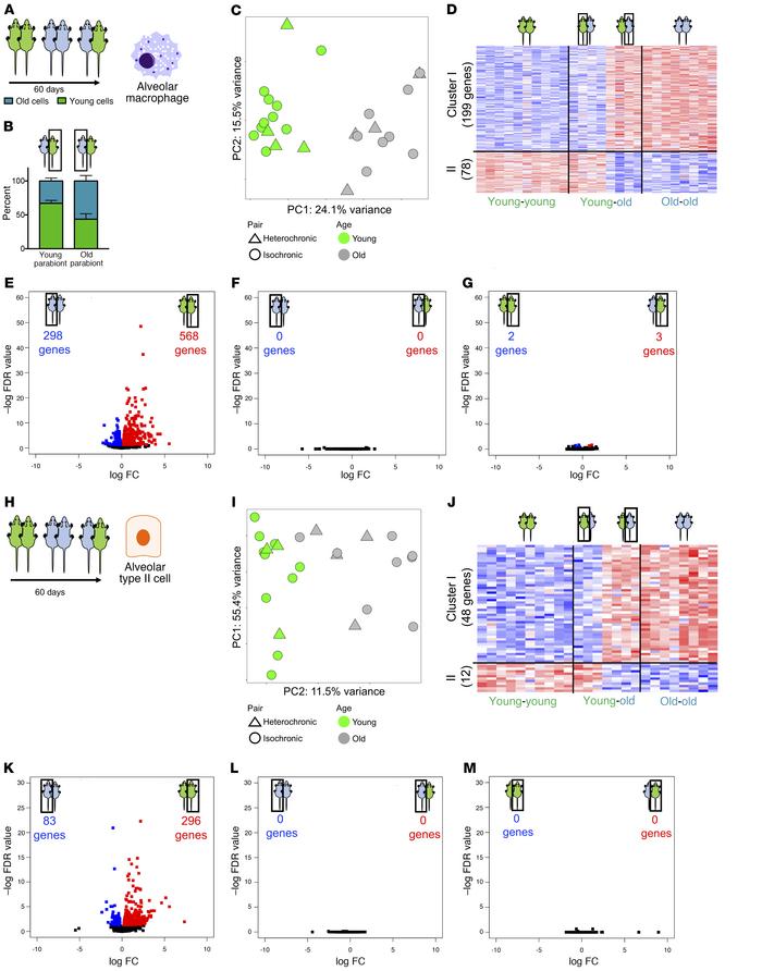 Heterochronic parabiosis does not reverse age-related transcriptomic cha...