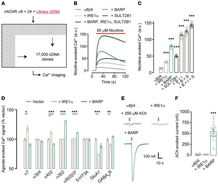Genomic screening identifies chaperones for functional α6β4 reconstituti...