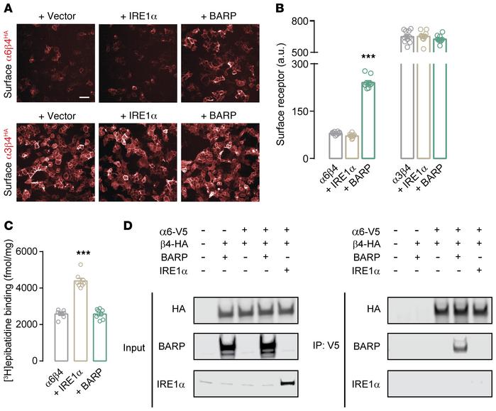 BARP and IRE1α promote α6β4 function through distinct mechanisms.
(A) Co...