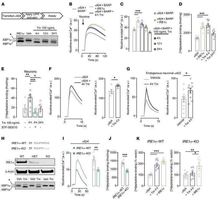 Endogenous IRE1α enhances α6β4 assembly.
(A) HEK293T cells were transfec...