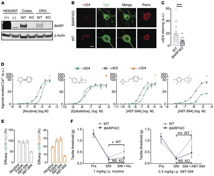 BARP promotes α6β4 function in vivo and mediates antiallodynia.
(A) Immu...