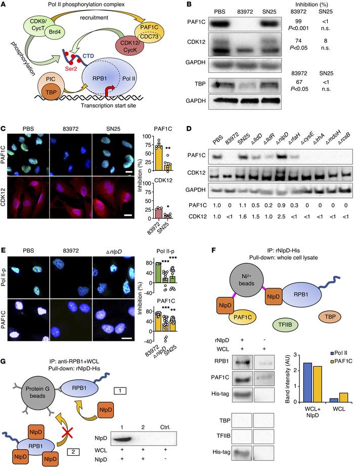 Effects on the Pol II phosphorylation machinery.
(A) Schematic of the Po...