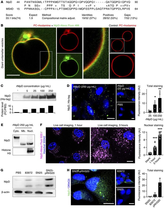 Membrane interaction and transfer of rNlpD into host cells.
(A) Sequence...