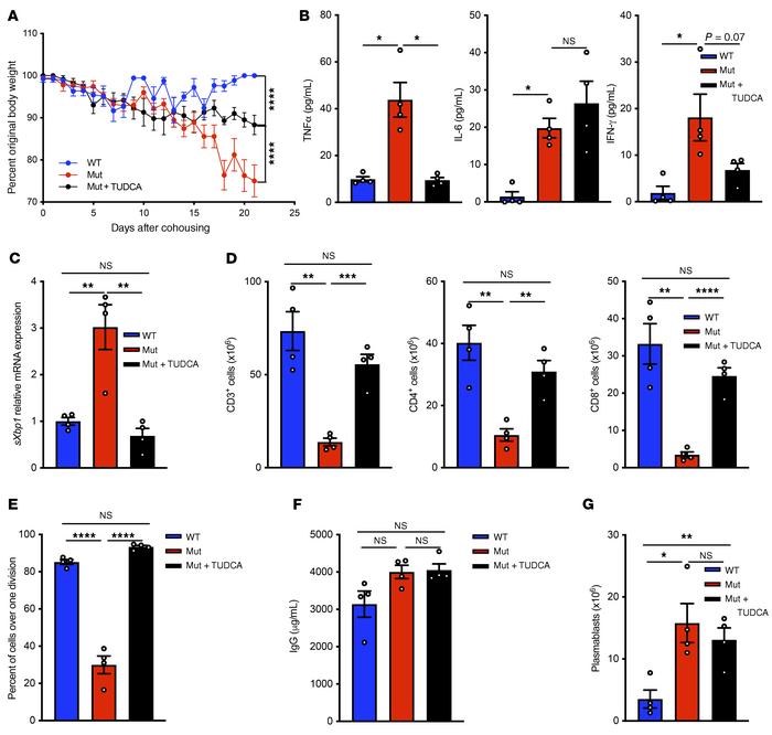 Treatment of Copg1K652E mutant mice with TUDCA partially reverses the ph...