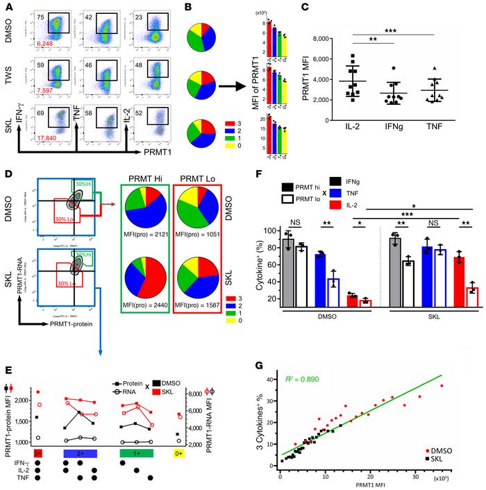 PRMT1 highly correlates with CD8+ T cell polyfunctionality.
(A) Intracel...