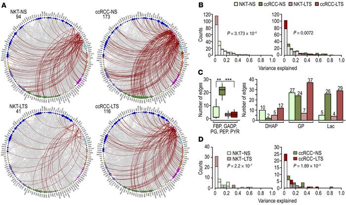 Inhibition of the glycolytic pathway in ccRCCs from LTS.
(A) Circos visu...