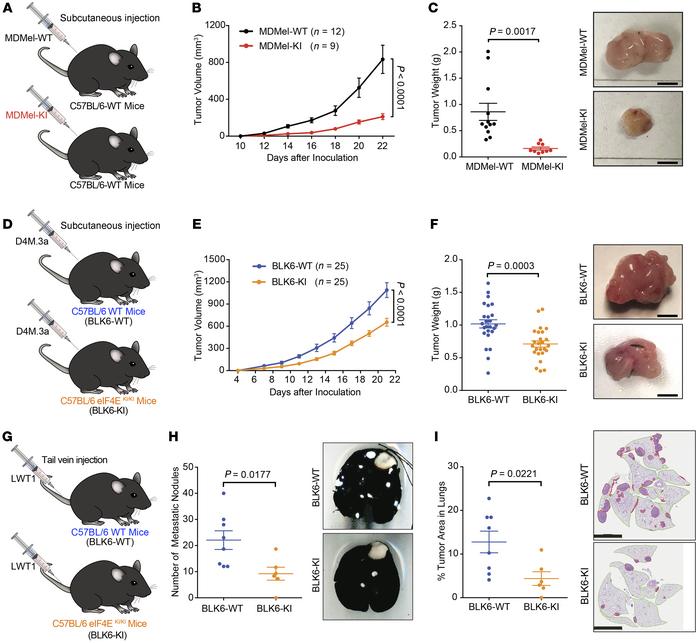 Tumor cell–intrinsic and –extrinsic phospho-eIF4E facilitates melanoma o...