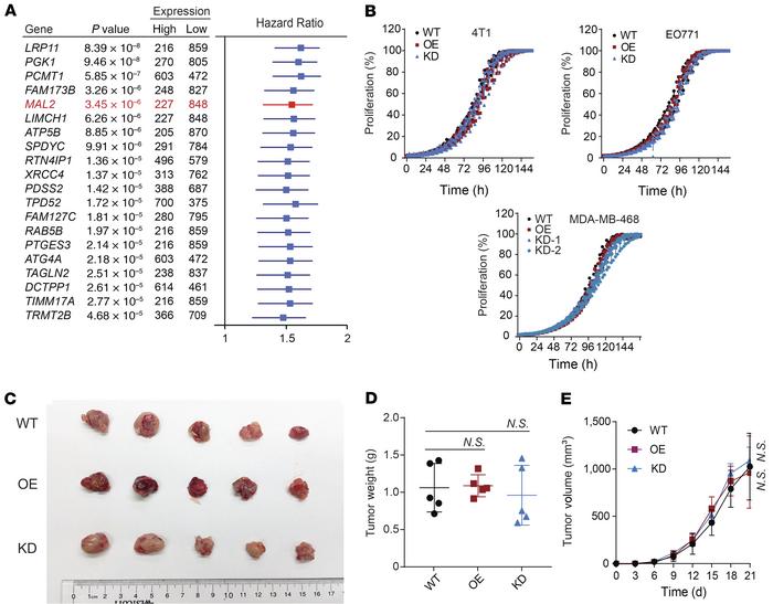 MAL2 expression correlates with poor survival of breast cancer patients ...