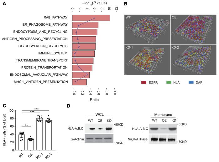 MAL2 suppresses the presentation of MHC-I molecules on breast cancer cel...