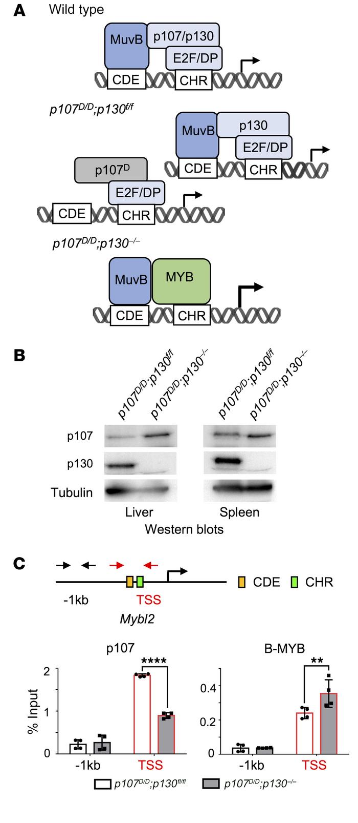 DREAM assembly is disrupted in p107D/D p130–/– mice.
(A) Either one of t...