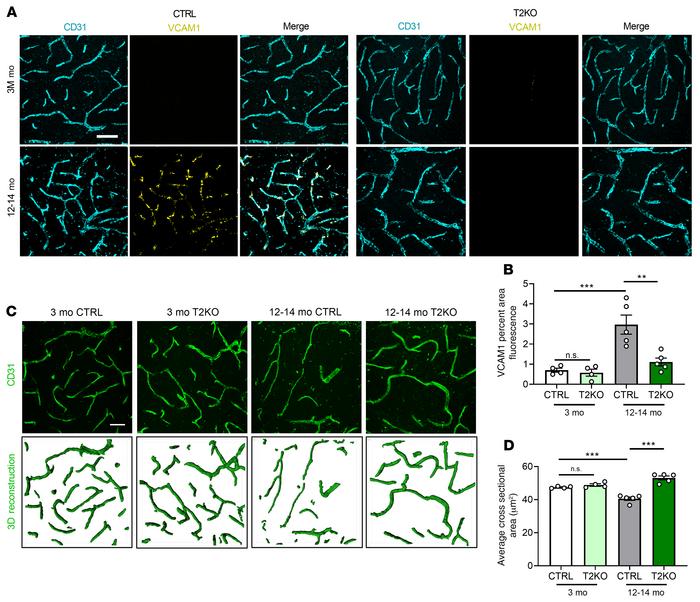 Conditional knockout of C3ar1 in brain endothelial cells rescues age-rel...