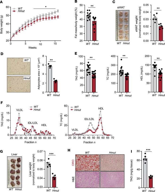 Hepatic ANGPTL4 deficiency protects from diet-induced obesity and decrea...
