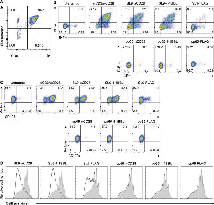 synTac stimulation of an SL9-specific CD8+ T cell clone.
(A) SL9 tetrame...