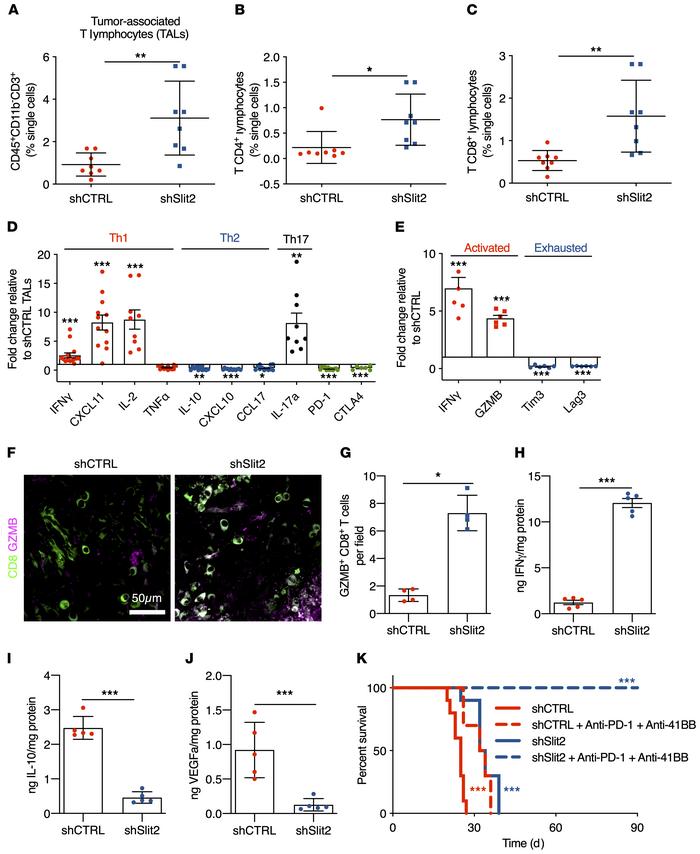 Slit2 inhibits T lymphocyte responses in the glioma microenvironment.
(A...