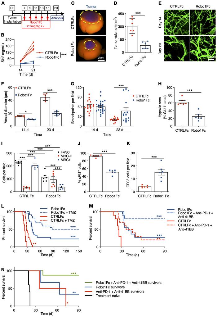 Robo1Fc treatment limits glioma growth.
(A) Eight-week-old mice engrafte...