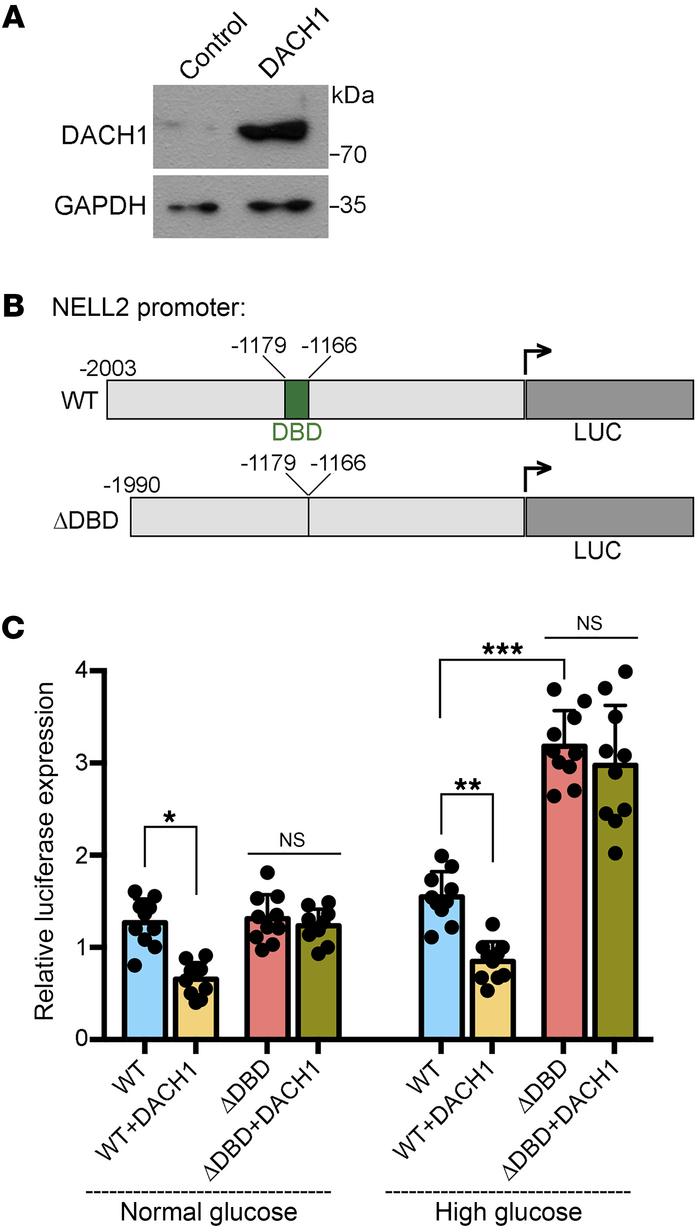 DACH1-mediated transcriptional repression in podocytes requires direct D...