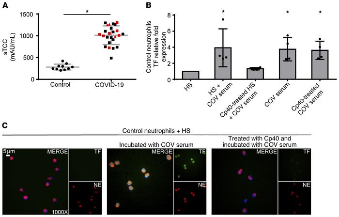 C3 inhibition disrupts neutrophil-driven thromboinflammation in COVID-19...