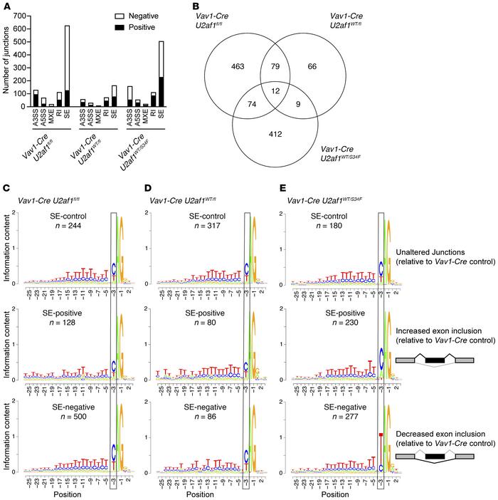 
U2af1 deletion induces alternative splicing, but there is no change or ...