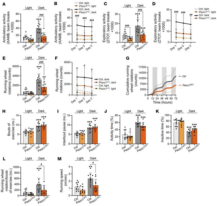 Endothelial Piezo1 determines physical performance but not desire for ac...