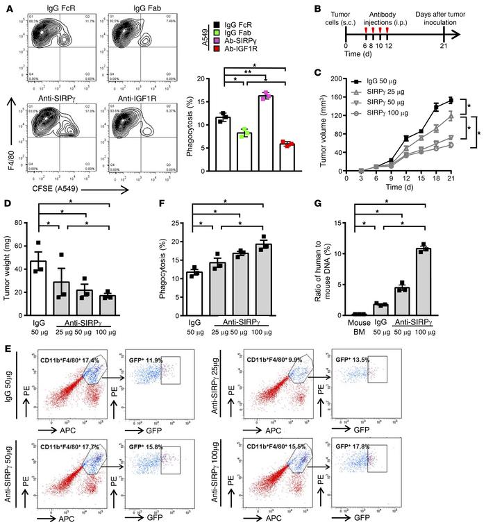 SIRPγ-neutralizing antibody targets both CSLCs and immune evasion to inh...