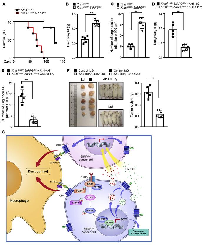 SIRPγ-neutralizing antibody inhibits tumor growth in vivo.
(A) The overa...