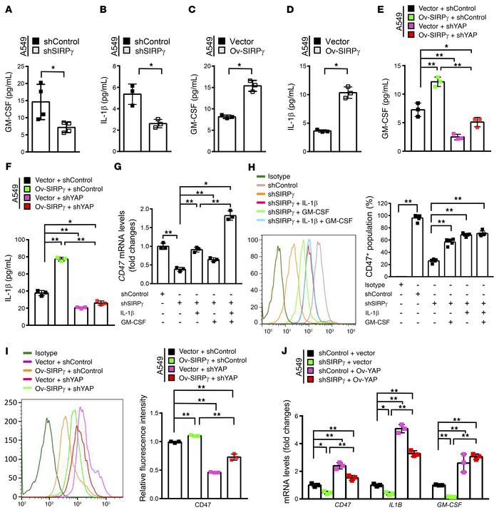 SIRPγ promotes IL-1β and GM-CSF release to sustain CD47 expression throu...