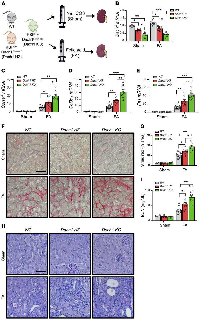 Mice with tubule-specific Dach1 loss are more susceptible to injury and ...
