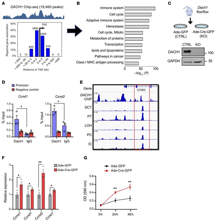 DACH1 transcriptionally controls cell cycle genes in kidney tubule cells...