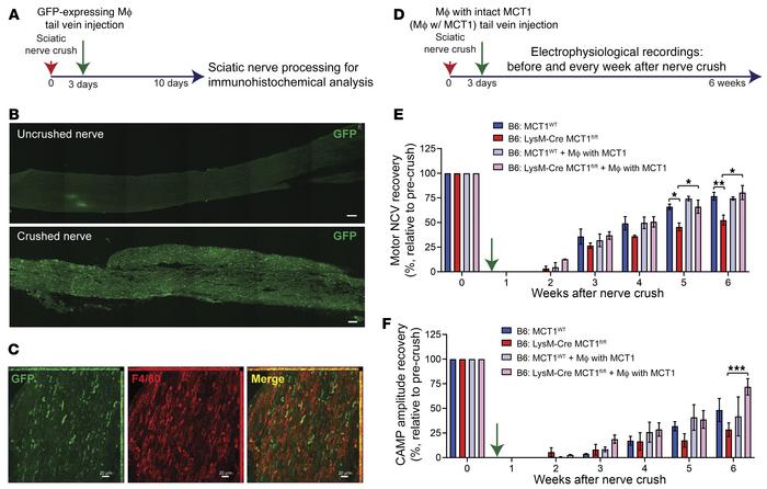 Adoptive cell transfer of macrophages with intact MCT1 ameliorates delay...