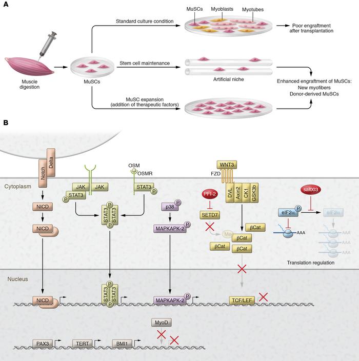 Preservation of potency during in vitro culturing of myogenic cells for ...