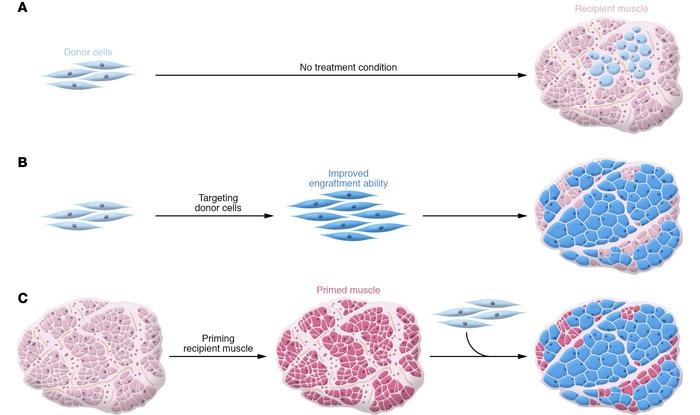 Strategies aimed at increasing in vivo engraftment of transplanted cells...