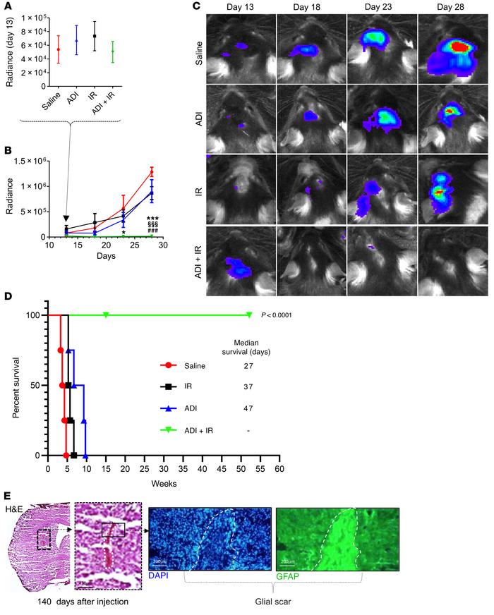 Eradication of GBM intracranial tumors, glial scar formation, and enhanc...