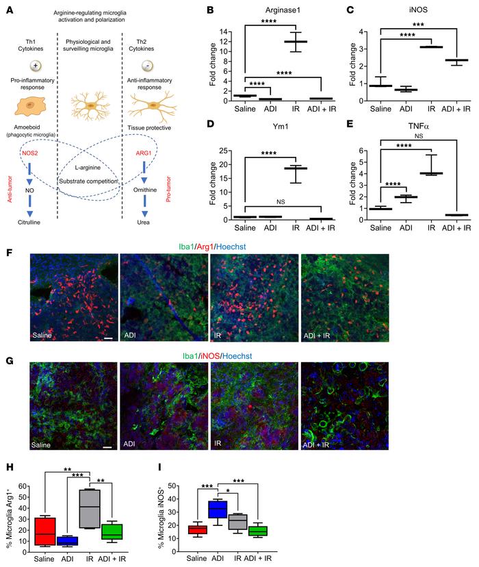 Arginine availability modulates microglial polarization.
(A) Schematic r...