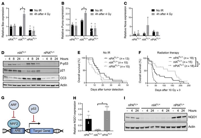 p53 signaling mediates radiosensitivity of Ink4a/Arf-deficient gliomas.
...