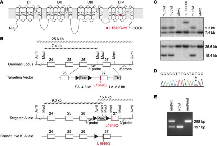 Generation of Scn1aL1649Q knock-in mice.
(A) The mutation p.Leu1649Gln (...