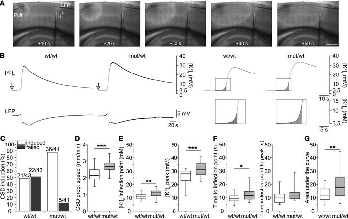 Increased extracellular [K+]e during CSD in slices of heterozygous versu...