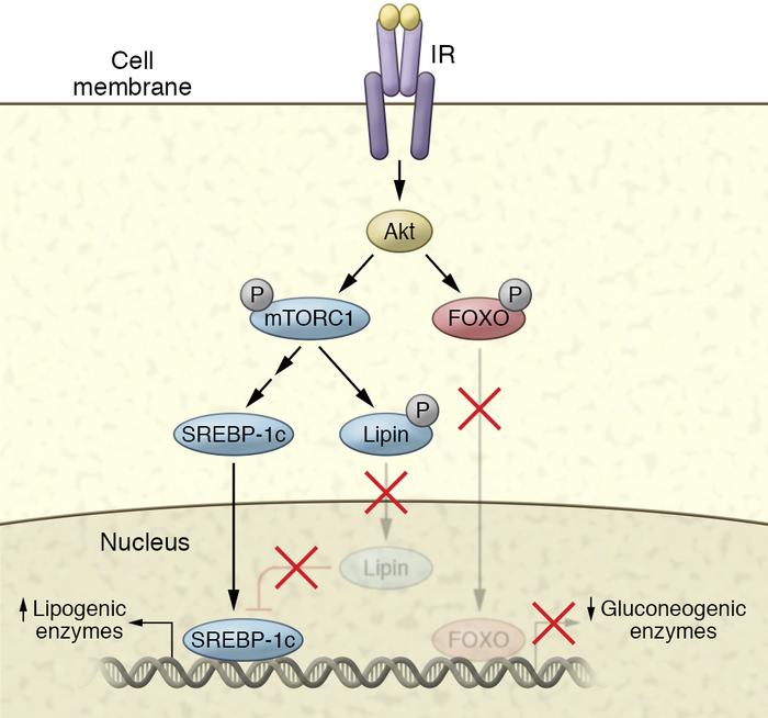 Transcriptional control of metabolism by insulin.
Insulin increases the ...