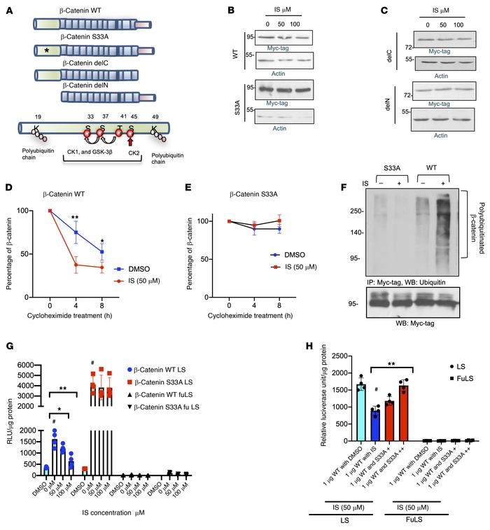 IS downregulates β-catenin dependent on S33 residue in the degron motif....