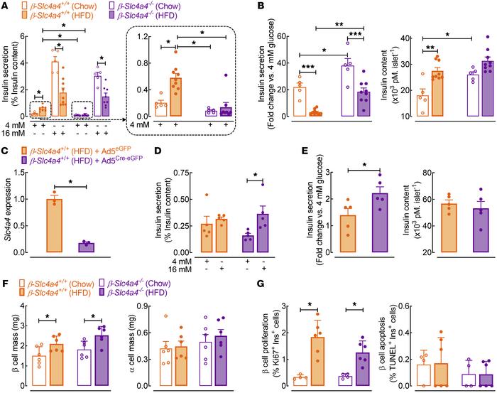 Selective deletion of Slc4a4 in β cells enhances β cell function.
(A) Gl...