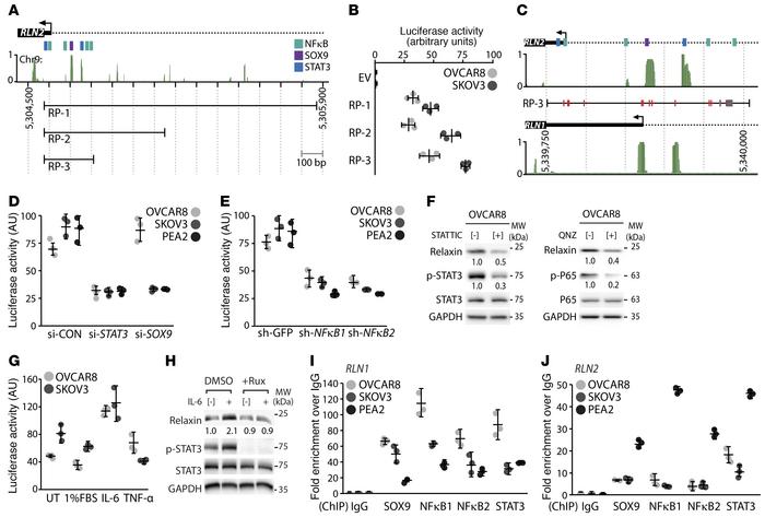 The relaxin promoter is activated by STAT3 and NF-κB.
(A) Schematic of t...