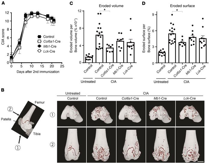 Synovial fibroblast RANKL, but not the RANKL derived from B-lineage cell...