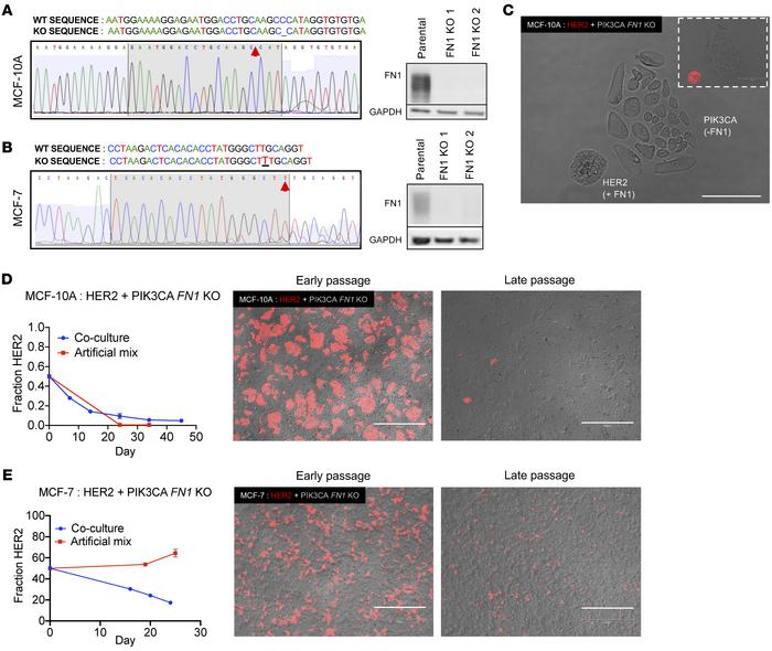 ECM protein fibronectin is a necessary mediator of HER2:PIK3CA clonal dy...