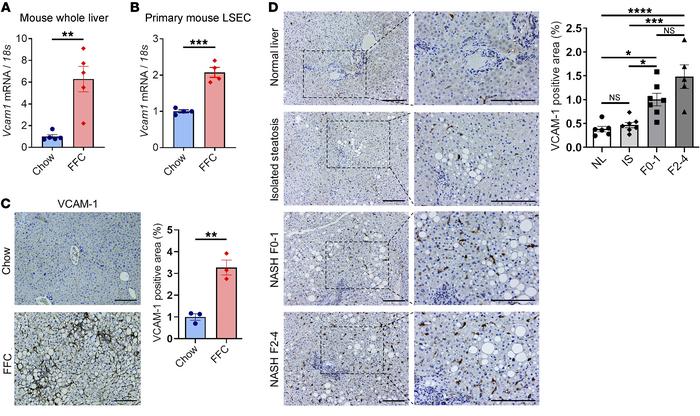 JCI - Lipid-induced endothelial vascular cell adhesion molecule 1 ...