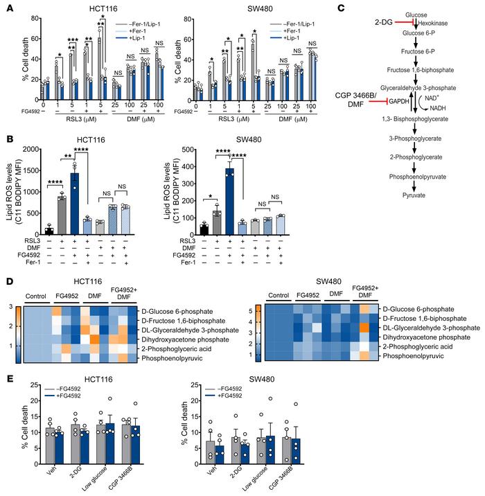 DMF is not a ferroptotic inducer in CRC cells.
(A) HCT116 and SW480 cell...